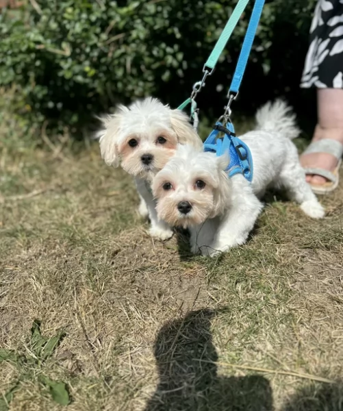 Bellissimi piccoli adorabili cuccioli maltesi pronti per ladozione