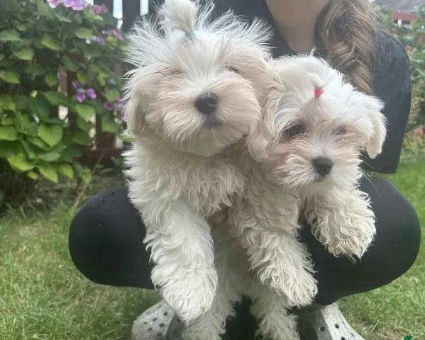 Bellissimi piccoli adorabili cuccioli maltesi pronti per ladozione | Foto 0