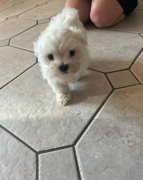 Bellissimi piccoli adorabili cuccioli maltesi pronti per ladozione | Foto 4