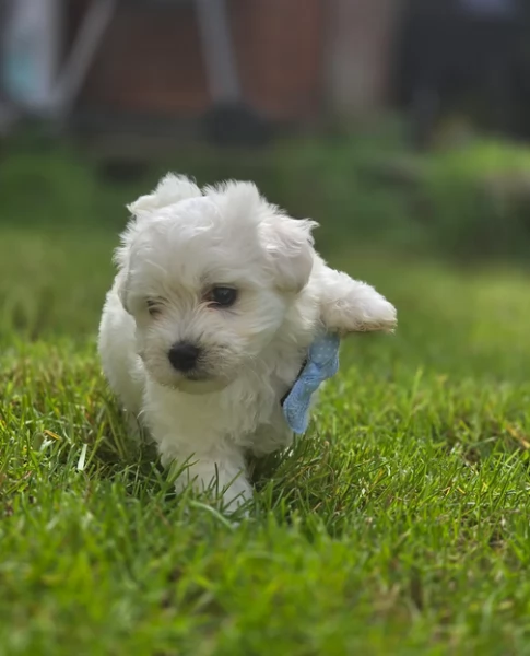 Bellissimi piccoli adorabili cuccioli maltesi pronti per ladozione | Foto 3