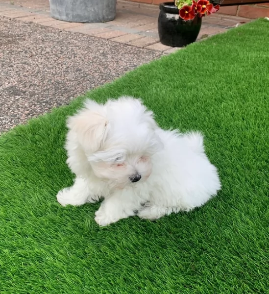 Bellissimi piccoli adorabili cuccioli maltesi pronti per ladozione | Foto 4