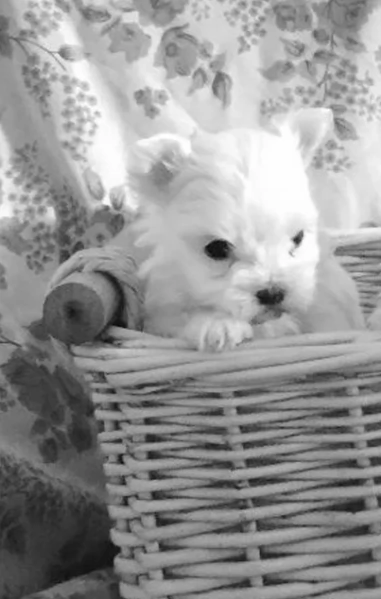 Bellissimi piccoli adorabili cuccioli maltesi pronti per ladozione | Foto 2