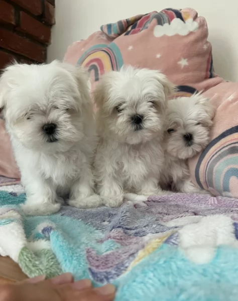 Bellissimi piccoli adorabili cuccioli maltesi pronti per ladozione | Foto 2