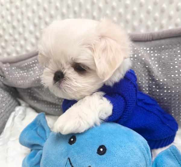 Bellissimi piccoli adorabili cuccioli maltesi pronti per ladozione | Foto 3