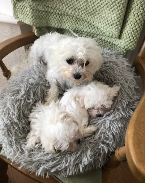 Bellissimi piccoli adorabili cuccioli maltesi pronti per ladozione | Foto 1