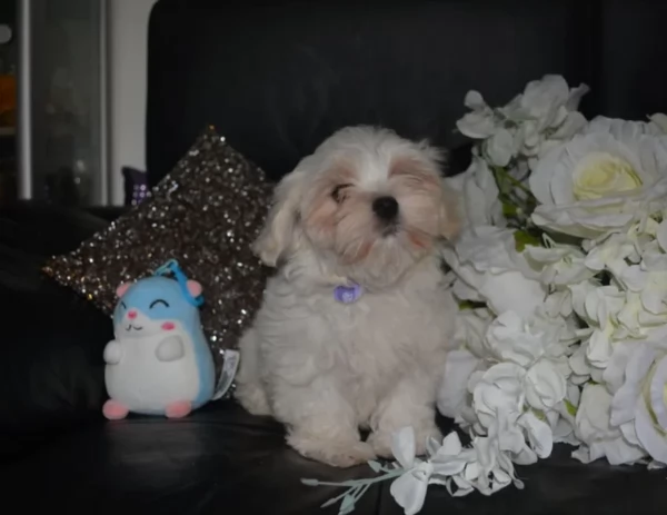 Bellissimi piccoli adorabili cuccioli maltesi pronti per ladozione | Foto 6