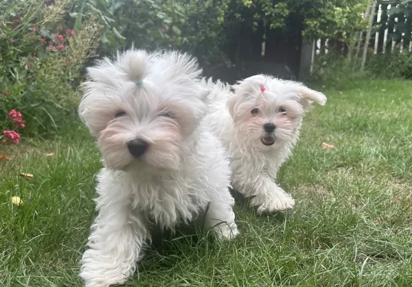 Bellissimi piccoli adorabili cuccioli maltesi pronti per ladozione | Foto 4