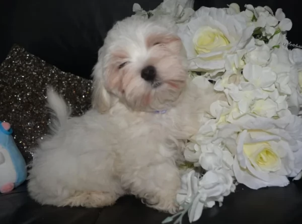 Bellissimi piccoli adorabili cuccioli maltesi pronti per ladozione | Foto 2