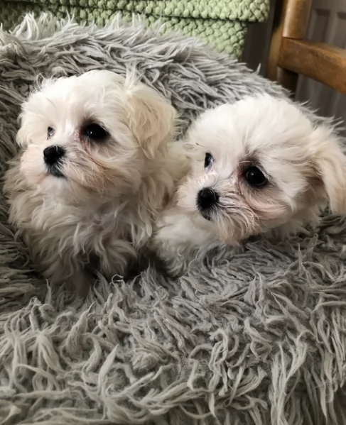 Bellissimi piccoli adorabili cuccioli maltesi pronti per ladozione | Foto 6