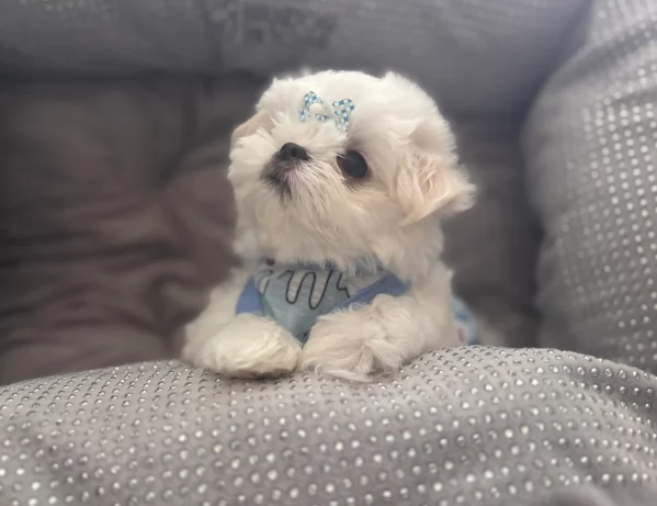 Bellissimi piccoli adorabili cuccioli maltesi pronti per ladozione | Foto 5