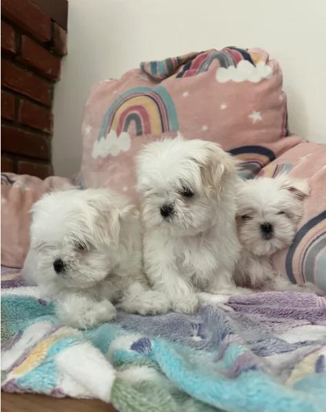 Bellissimi piccoli adorabili cuccioli maltesi pronti per ladozione | Foto 0