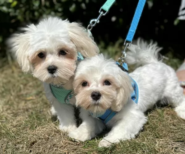 Bellissimi piccoli adorabili cuccioli maltesi pronti per ladozione | Foto 6
