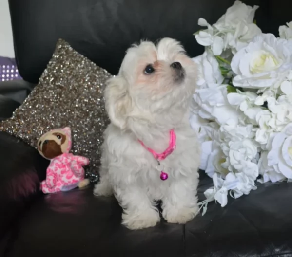 Bellissimi piccoli adorabili cuccioli maltesi pronti per ladozione | Foto 5