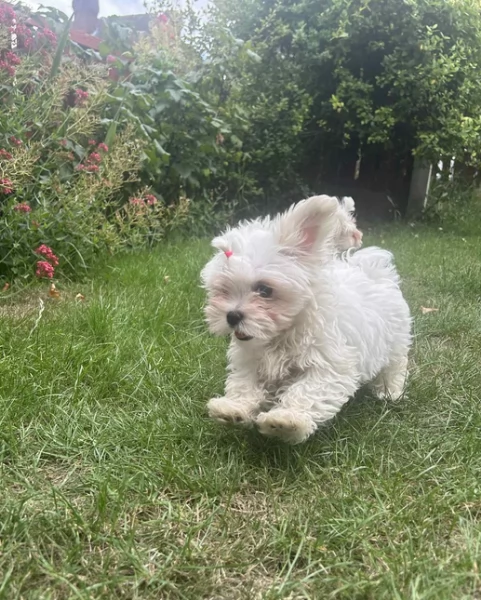 Bellissimi piccoli adorabili cuccioli maltesi pronti per ladozione | Foto 3