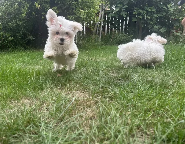 Bellissimi piccoli adorabili cuccioli maltesi pronti per ladozione | Foto 1