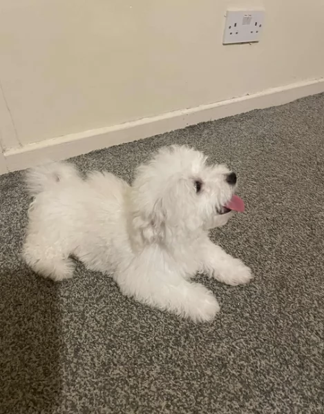 Bellissimi piccoli adorabili cuccioli maltesi pronti per ladozione | Foto 0