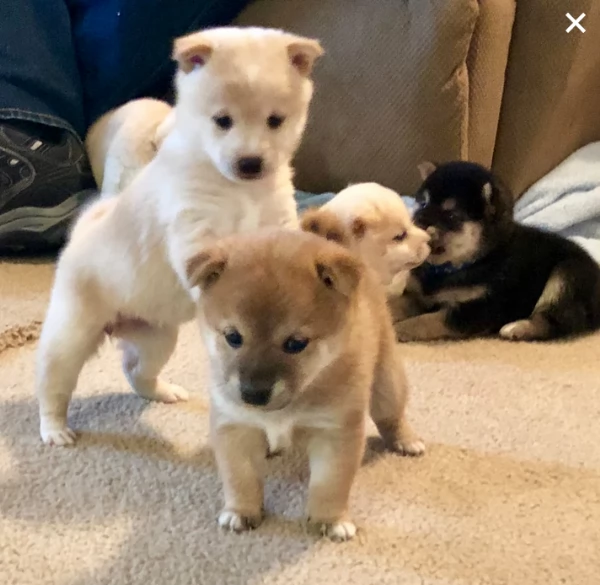 Bellissimi adorabili cuccioli shiba inu pronti per ladozione | Foto 1