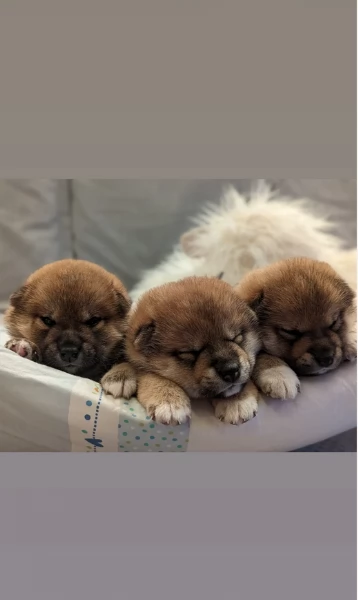 Bellissimi adorabili cuccioli shiba inu pronti per ladozione | Foto 2