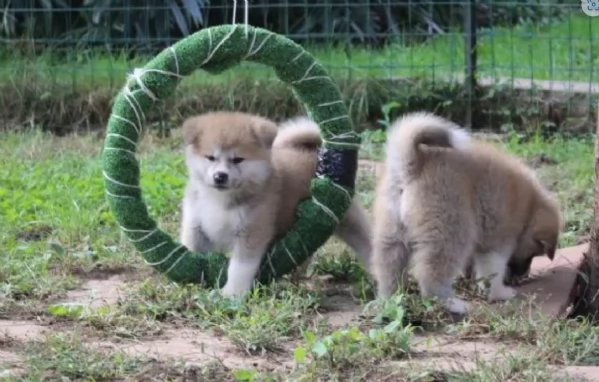 Bellissimi adorabili cuccioli shiba inu pronti per ladozione | Foto 4