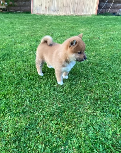 Bellissimi adorabili cuccioli shiba inu pronti per ladozione | Foto 2