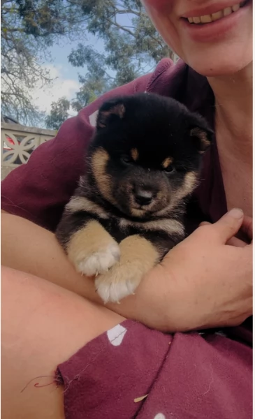 Bellissimi adorabili cuccioli shiba inu pronti per ladozione | Foto 0