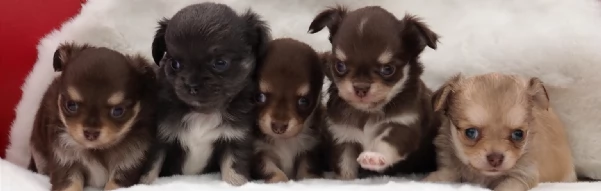 meraviglioso  e adorabili cuccioli chihuahua pronti per ladozione | Foto 0