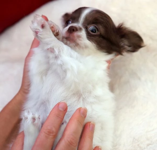 meraviglioso e adorabili cuccioli chihuahua pronti per ladozione | Foto 3