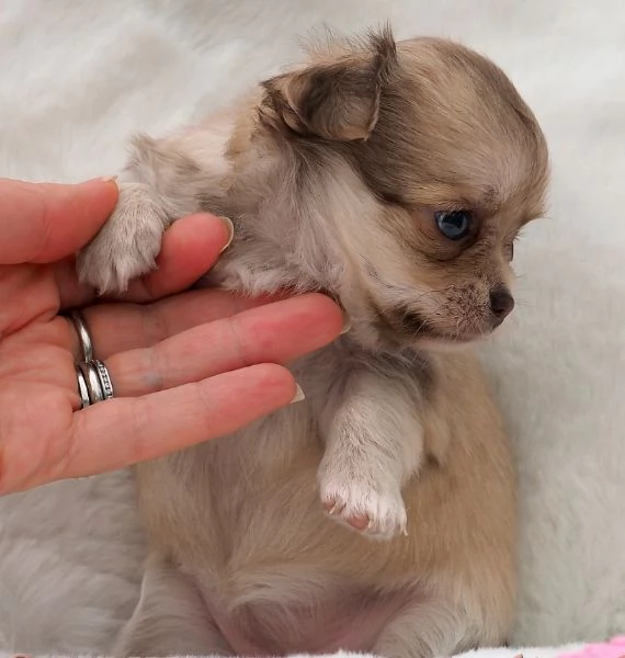 meraviglioso e adorabili cuccioli chihuahua pronti per ladozione | Foto 0