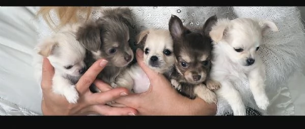 meraviglioso e adorabili cuccioli chihuahua pronti per ladozione | Foto 1