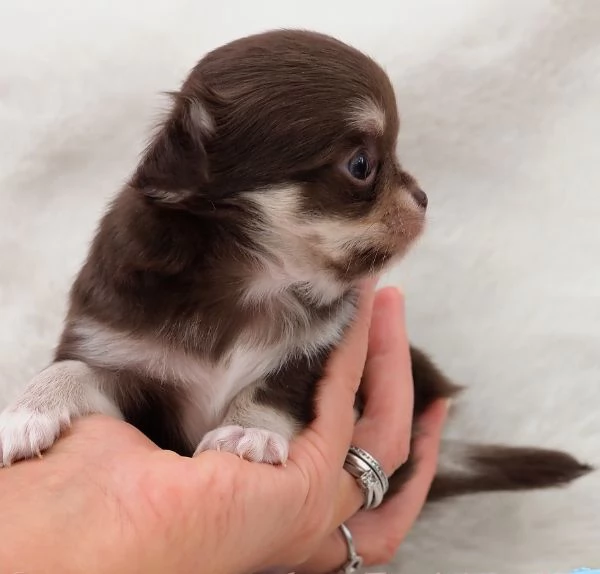 meraviglioso e adorabili cuccioli chihuahua pronti per ladozione