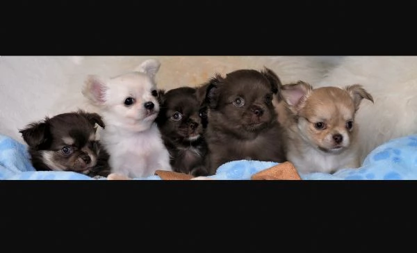 meraviglioso e adorabili cuccioli chihuahua pronti per ladozione