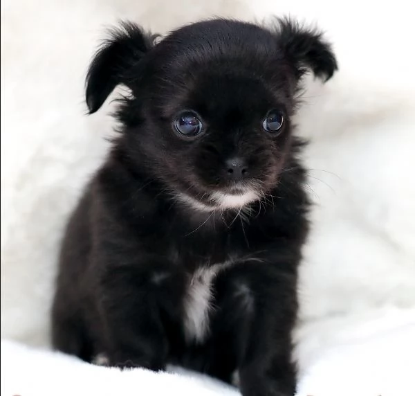 meraviglioso e adorabili cuccioli chihuahua pronti per ladozione
