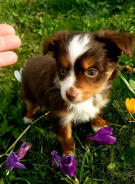 spettacolari cucciola di pastore australiano  australian shepherd per ladozione | Foto 1