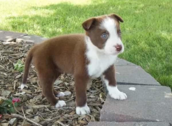 spettacolari cucciola di pastore australiano australian shepherd per ladozione | Foto 6