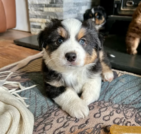 spettacolari cucciola di pastore australiano australian shepherd per ladozione