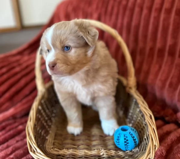 spettacolari cucciola di pastore australiano australian shepherd per ladozione | Foto 4