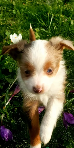 spettacolari cucciola di pastore australiano australian shepherd per ladozione | Foto 6