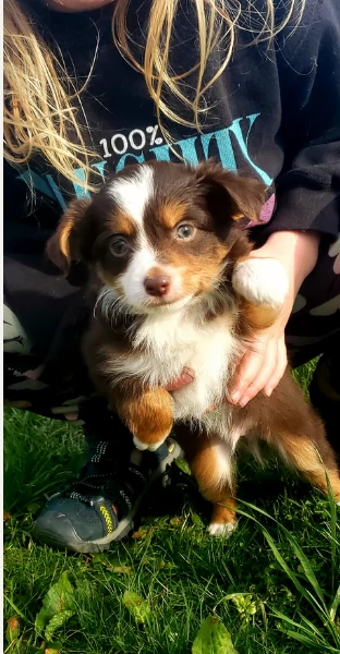 spettacolari cucciola di pastore australiano australian shepherd per ladozione | Foto 3