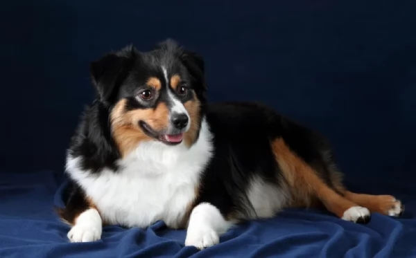 spettacolari cucciola di pastore australiano australian shepherd per ladozione | Foto 0