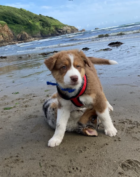 spettacolari cucciola di pastore australiano australian shepherd per ladozione | Foto 4