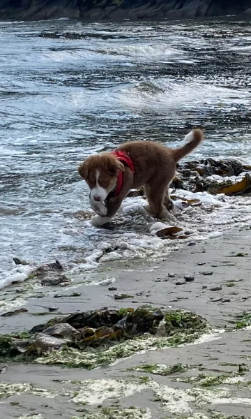 spettacolari cucciola di pastore australiano australian shepherd per ladozione | Foto 2