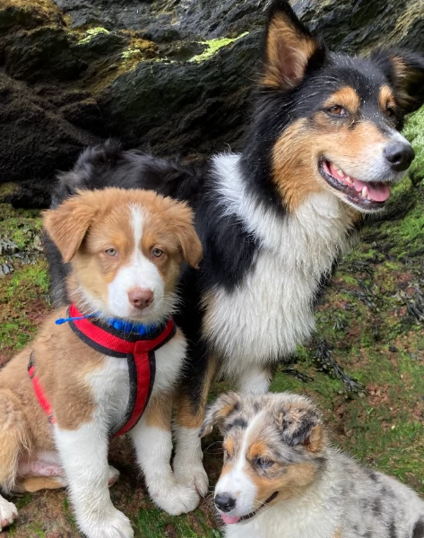 spettacolari cucciola di pastore australiano australian shepherd per ladozione | Foto 1