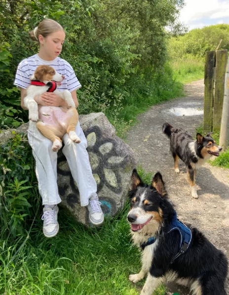 spettacolari cucciola di pastore australiano australian shepherd per ladozione | Foto 0