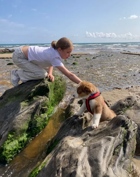 spettacolari cucciola di pastore australiano australian shepherd per ladozione | Foto 6
