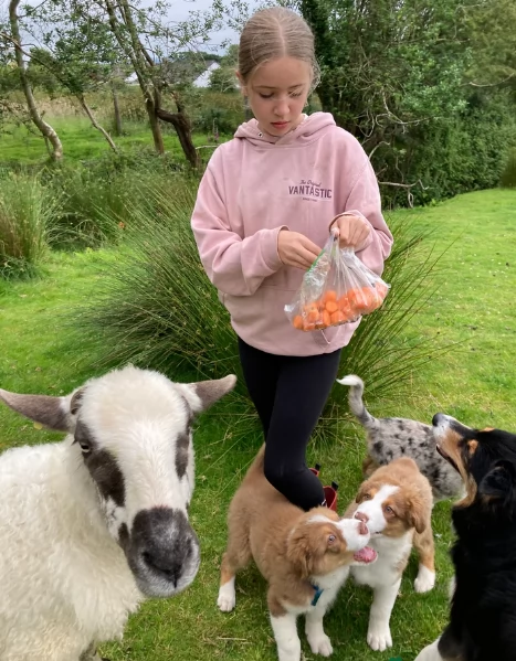 spettacolari cucciola di pastore australiano australian shepherd per ladozione | Foto 4