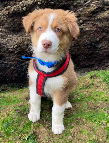 spettacolari cucciola di pastore australiano australian shepherd per ladozione