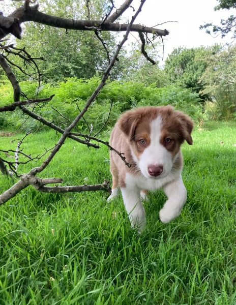 spettacolari cucciola di pastore australiano australian shepherd per ladozione | Foto 3