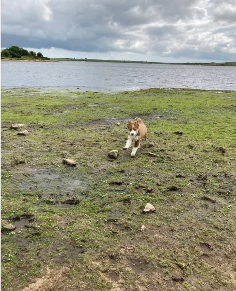 spettacolari cucciola di pastore australiano australian shepherd per ladozione | Foto 2