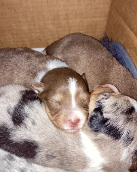 spettacolari cucciola di pastore australiano australian shepherd per ladozione | Foto 1