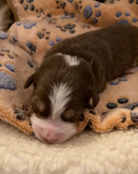 spettacolari cucciola di pastore australiano australian shepherd per ladozione | Foto 0